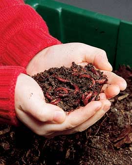 Where to Buy Worms for Composting Where to Buy Worms for Composting