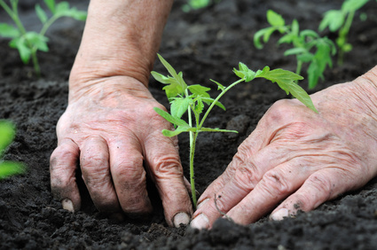 5 Tips for Transplanting Vegetable Seedlings 5 Tips for Transplanting Vegetable Seedlings