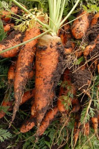 Carrots grown from seed in home garden