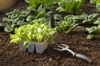 Use Succession Planting to Maximize the Vegetable Garden Use Succession Planting to Maximize the Vegetable Garden