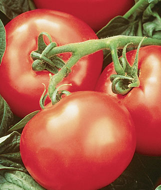 5 Great Tomatoes for Warm Climates 5 Great Tomatoes for Warm Climates