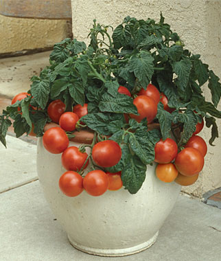 The 10 Best Tomatoes for Containers The 10 Best Tomatoes for Containers