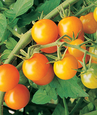 The 10 Best Cherry Tomatoes The 10 Best Cherry Tomatoes