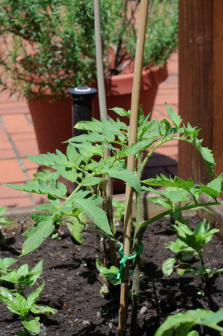Pros & Cons of Growing Vegetables In Containers ros & Cons of Growing Vegetables In Containers
