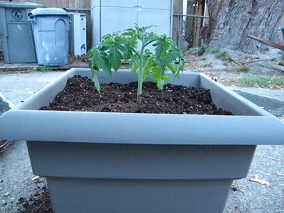 How to Plant a Tomato In a Container How to Plant a Tomato In a Container