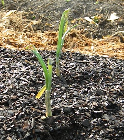 How to Plant Onion Sets