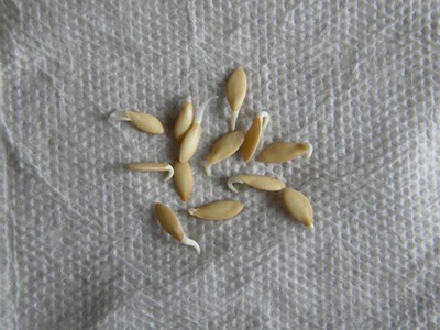 How to Pre-Germinate Vegetable Seeds How to Pre-Germinate Vegetable Seeds