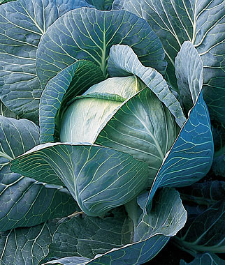 5 Vegetables That Grow Well In the Midwest 5 Vegetables That Grow Well In the Midwest