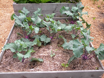 Improve Efficiency of Your Vegetable Garden Improve Efficiency of Your Vegetable Garden