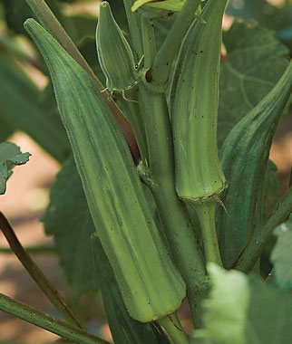 5 Vegetables That Grow Well In the Southeast 5 Vegetables That Grow Well In the Southeast