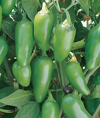 Peppers are Ideal for the Southwest Vegetable Garden Peppers are Ideal for the Southwest Vegetable Garden
