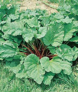 5 Vegetables That Grow Well In the Northeast 5 Vegetables That Grow Well In the Northeast