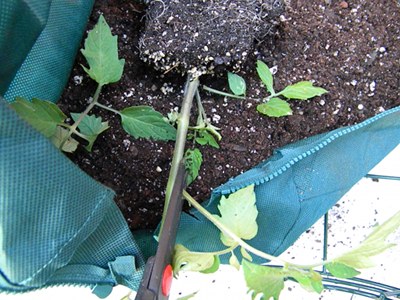 Snip Off Any Branches That Are Below the Soil Line Snip Off Any Branches That Are Below the Soil Line