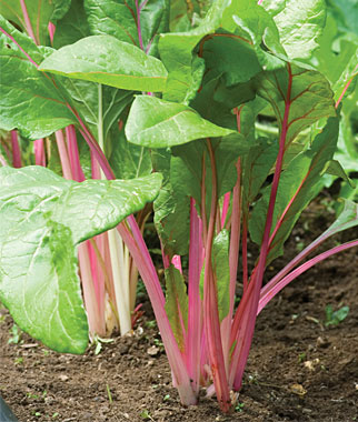 5 Vegetables That Grow Well In the Northwest 5 Vegetables That Grow Well In the Northwest