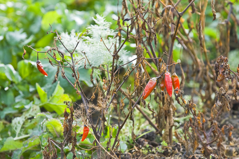 8 Things Not to Do In the Vegetable Garden 8 Things Not to Do In the Vegetable Garden