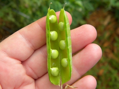 How and When to Pick Peas How and When to Pick Peas