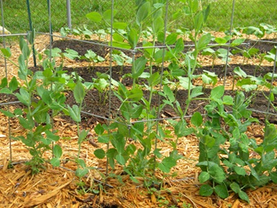 The Burpee Pea Fence Review The Burpee Pea Fence Review