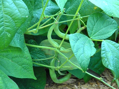 How and When to Harvest Green Beans