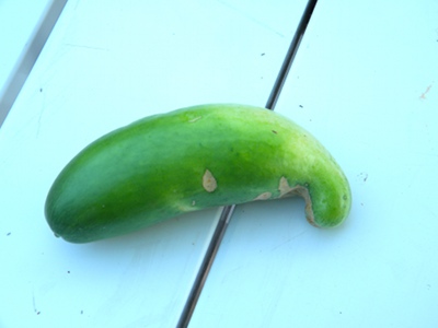 What Causes Deformed Cucumbers What Causes Deformed Cucumbers