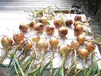 How to Harvest and Cure Onions How to Harvest and Cure Onions