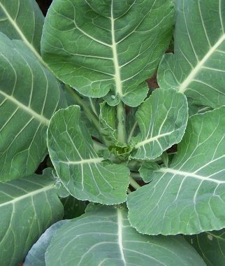 10 Great Vegetables to Grow in Fall 10 Great Vegetables to Grow in Fall