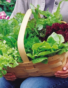 lettuce