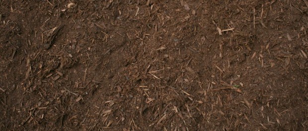 Garden with mulch