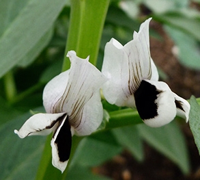 fbloom