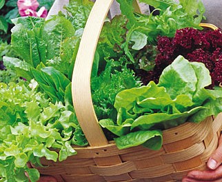 Colorful lettuce mixture