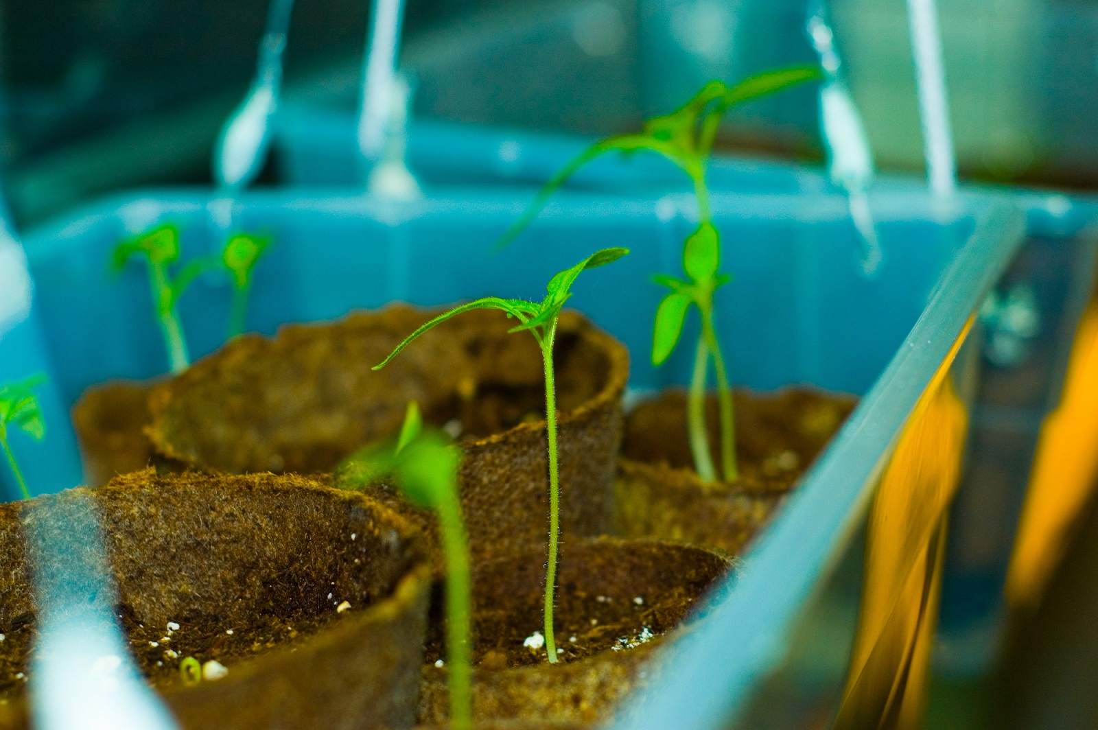 Should I Start Seeds Indoors or Outdoors? Veggie Gardener