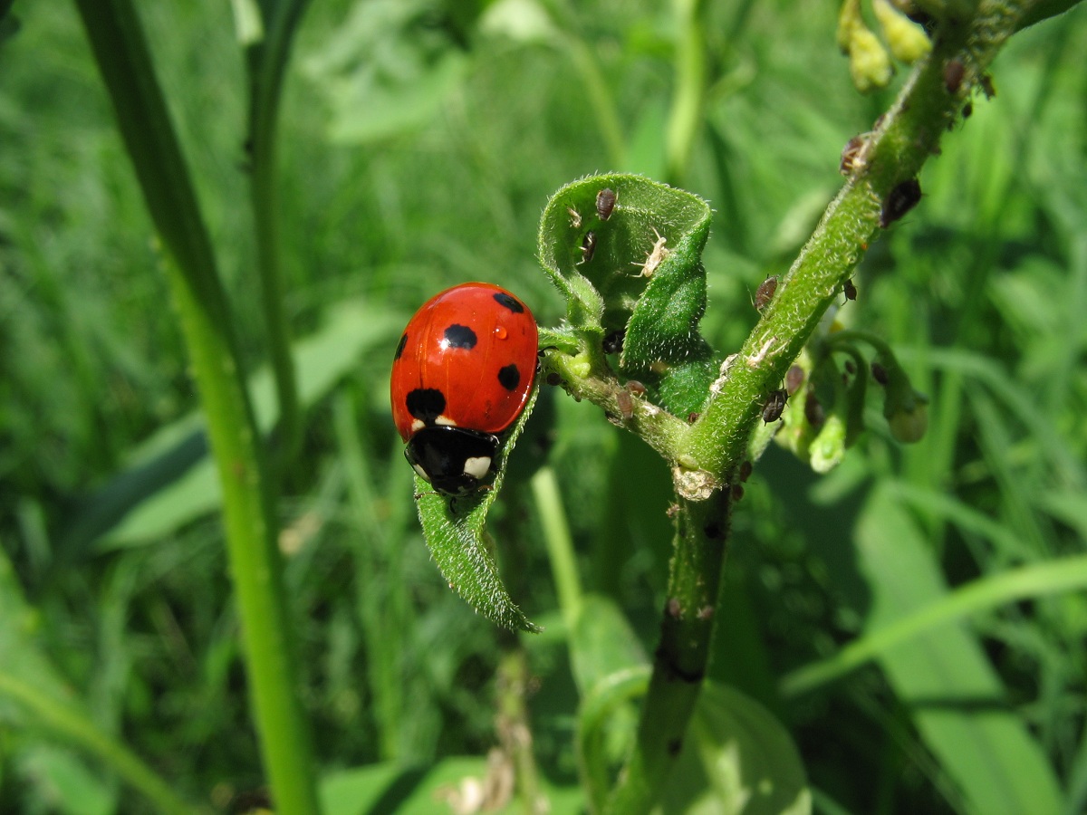 protecting-your-plants-naturally-veggie-gardener