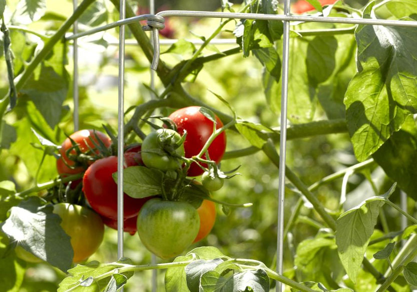5 tips to enhance tomato health growth and taste 5 tips to enhance tomato health growth and taste