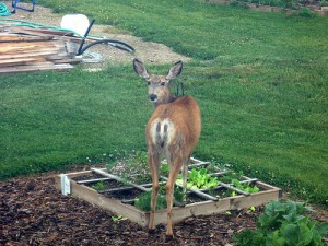 Deer Feeding in Garden