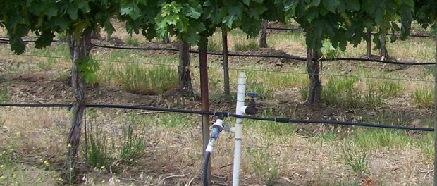 drip irrigation