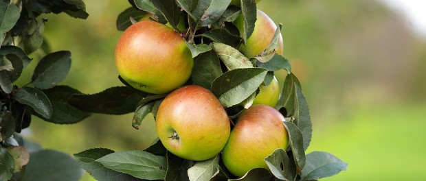 Apples