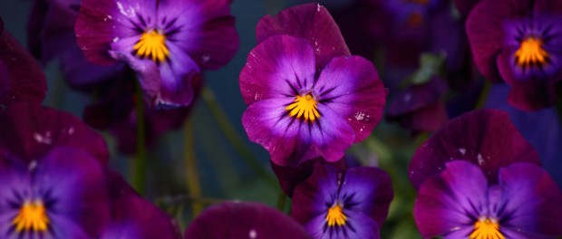 patch of flowers