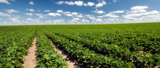field of crops