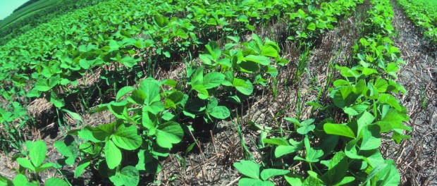 wheat cover crop on soy organic crop insurance