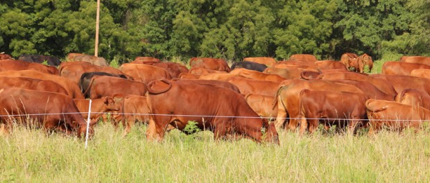 Grassfed Exchange Grassfed Exchange Conference