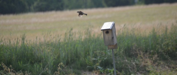 rsz_bird-in-flight Organic Farmer Job