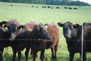 Buckeystown-498-Sept 15, 2012 (1) Grassfed Beef Herd Manager Job