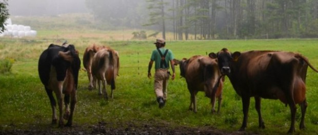 header-organic-dairy-training-program-wolfes-neck-farm-940x280 organic dairy job