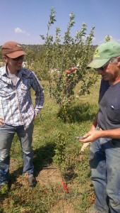 Tooleys Trees Apprenticeship
