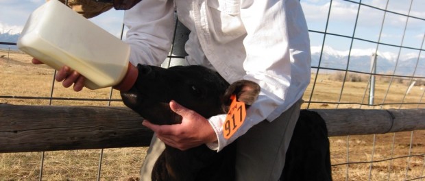 SJR_Amber San Juan Ranch Apprenticeship