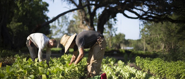 Jack&Rafe Farm Manager Job in Georgia