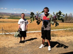 Trellis Center Harvest