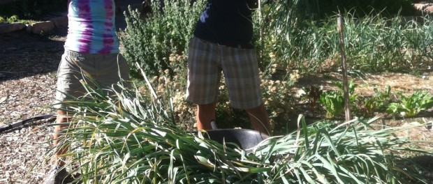 rsz_garlic Youth Garden Project Internships
