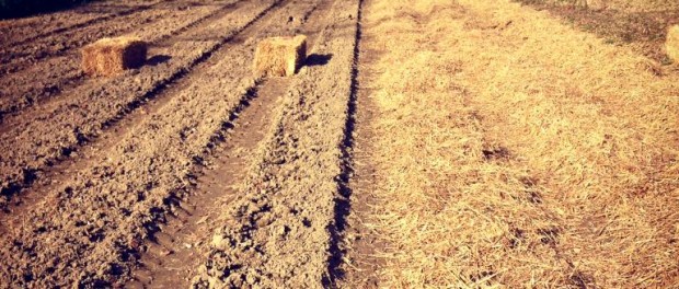 12189898_993180247407445_4652737419218500739_n organic farming interns wanted