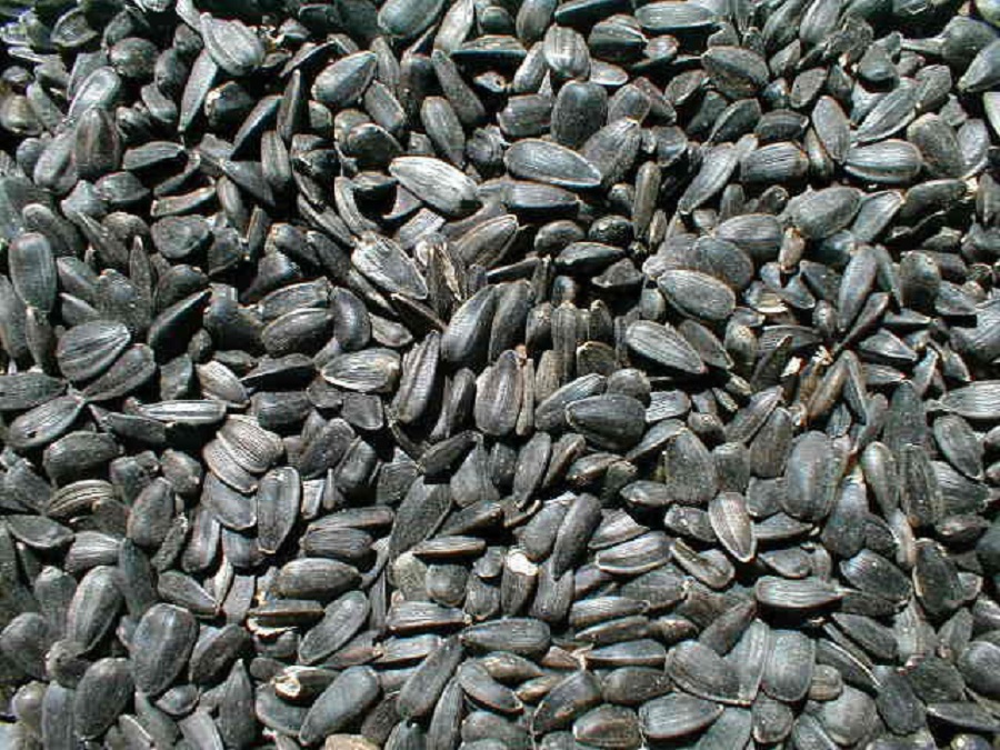 the benefits of black oil sunflower seeds beginning farmers the benefits of black oil sunflower seeds beginning farmers