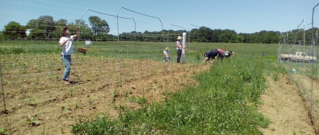 IMG_20150523_124404 farm interns and apprentices